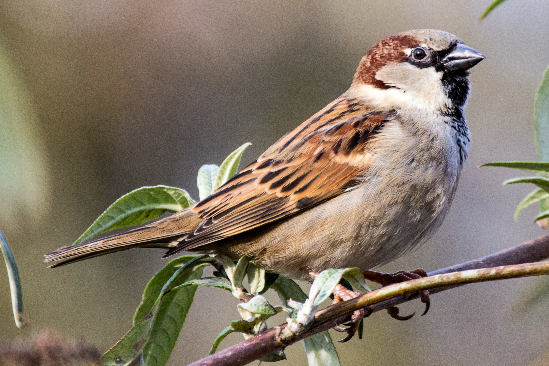 House sparrow on a branch